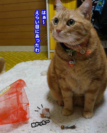 nezu9003.jpg