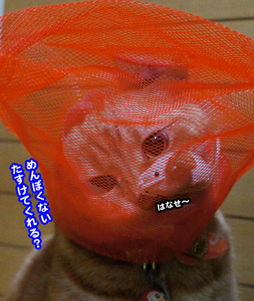 nezu8994.jpg
