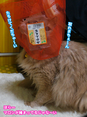 nezu8937.jpg