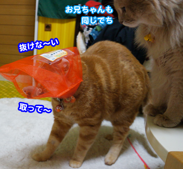 nezu8978.jpg