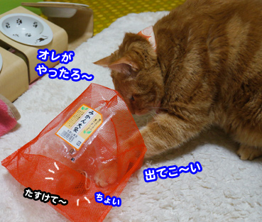 nezu8970.jpg