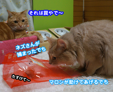 nezu8910.jpg