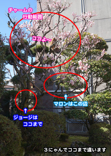 momo0541.jpg