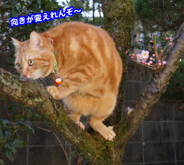 momo0609.jpg