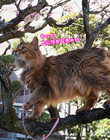 momo0497.jpg