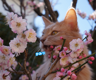 kuri0483.jpg