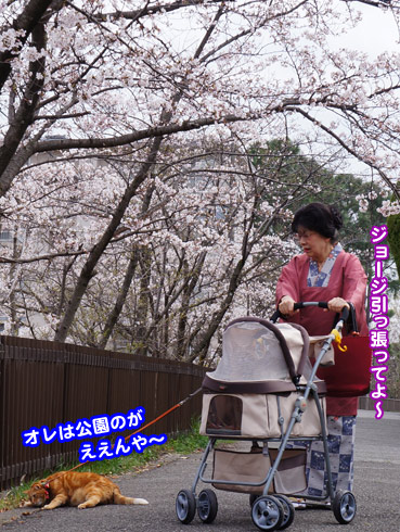 sakura0204.jpg