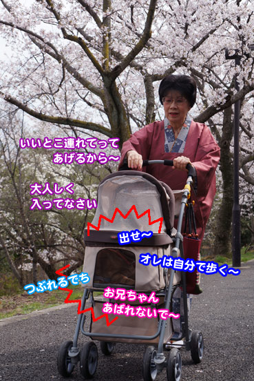 sakura0210.jpg