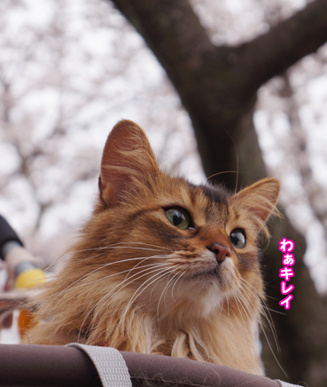 sakura0939.jpg