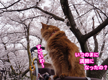 sakura0954.jpg