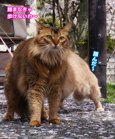 fubuk1305.jpg