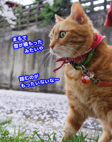 fubuk1252.jpg