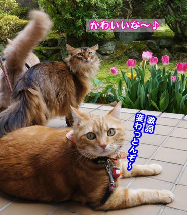 cyurip2070.jpg