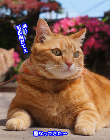 satuki6319.jpg