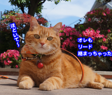 satuki6380.jpg