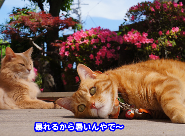 satuki6373.jpg