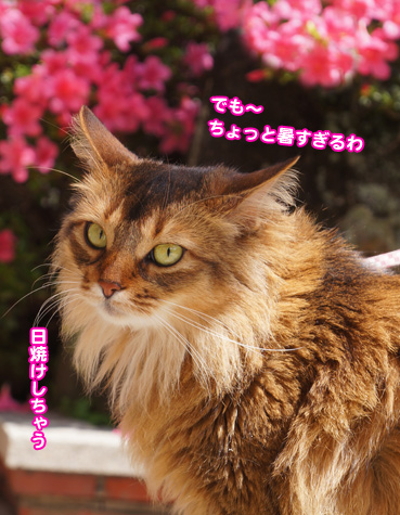 satuki6441.jpg