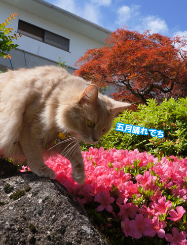 satuki6429.jpg