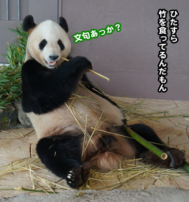 panda7215.jpg