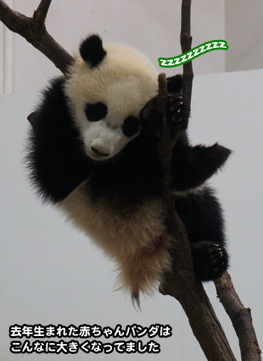 panda6997.jpg