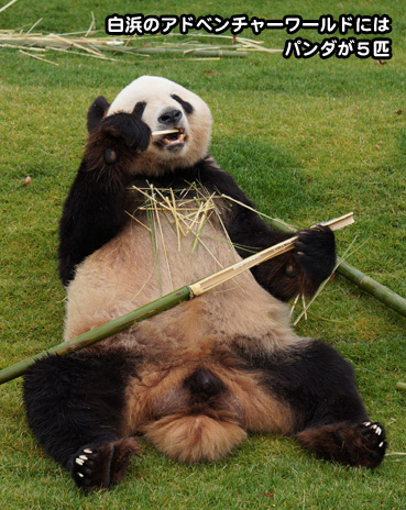 panda6650.jpg