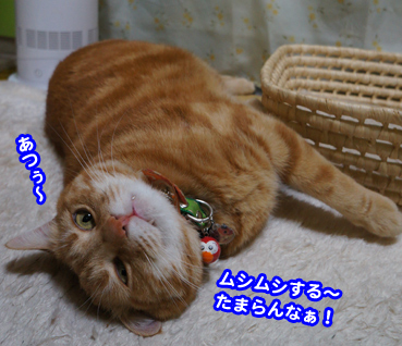 senpuki5591.jpg