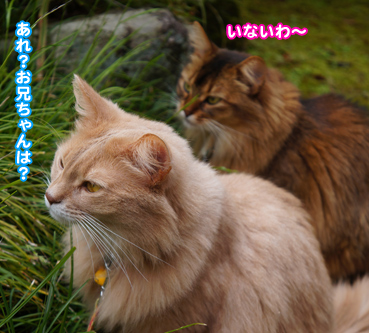 gaisyoku2377.jpg