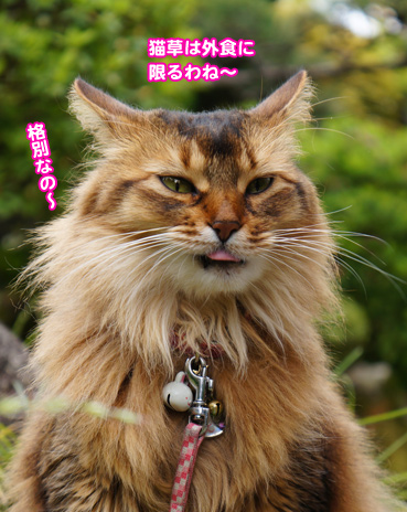 gaisyoku2498.jpg
