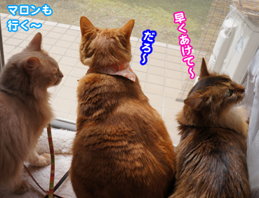 gaisyoku2300.jpg