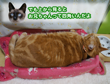 hyokori9188.jpg