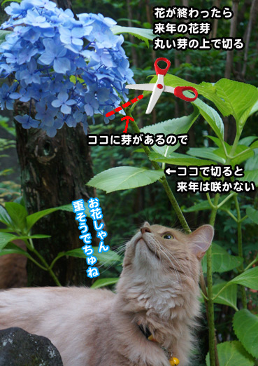 ajisai8315.jpg