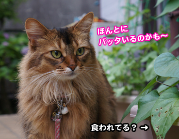 batta8265.jpg