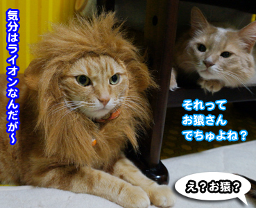 ime7263.jpg