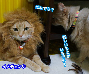 ime7235.jpg