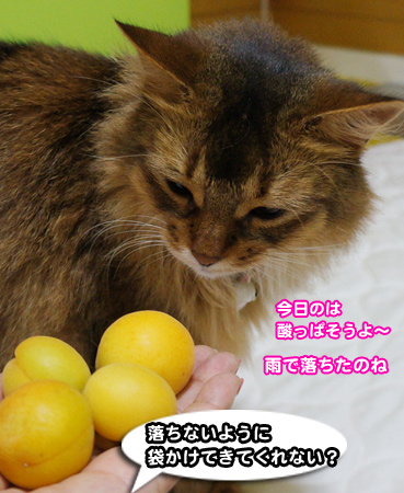 momo9062.jpg