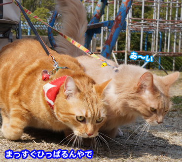 cart0099.jpg