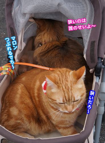 cart0709.jpg