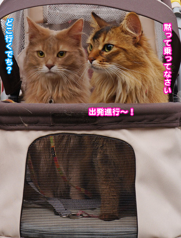 cart0678.jpg