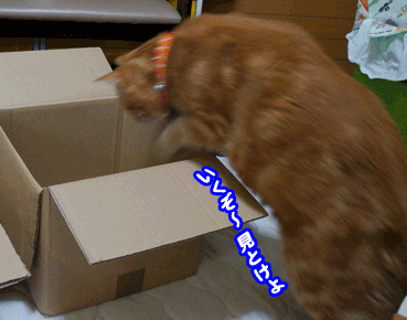 hako8943.gif