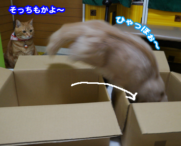 hako8930.jpg