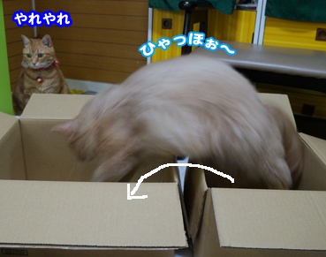 hako8923.jpg