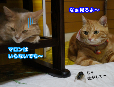 semi0459.jpg