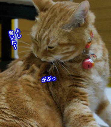 cyaku9556.gif