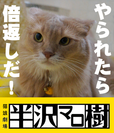13年08月の記事 お散歩大好き猫ブログ