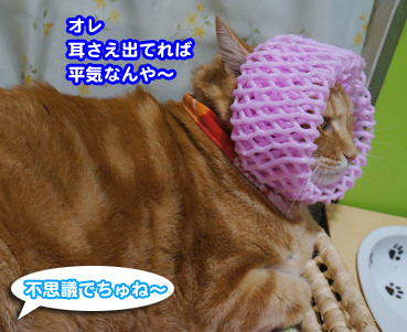 net0166.jpg