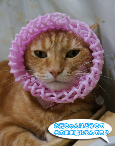 net0164.jpg