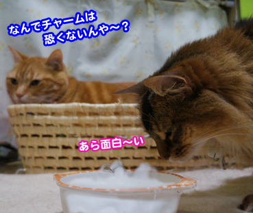 net7741.jpg