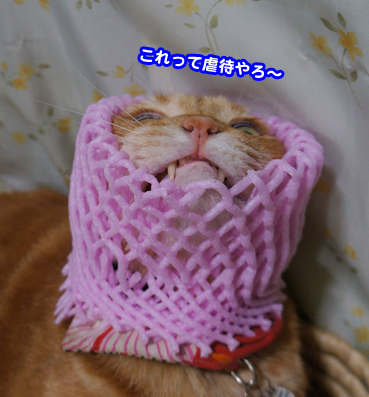 net0157.jpg
