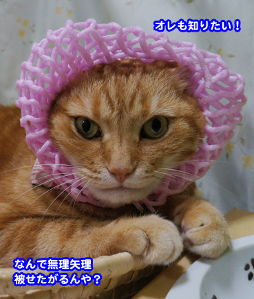 net0160.jpg
