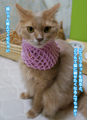 net0154.jpg